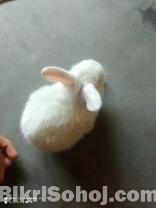 খরগোশ
